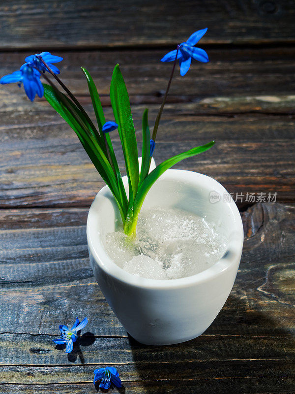 黑色的仍然有蓝色的花(scilla siberica)